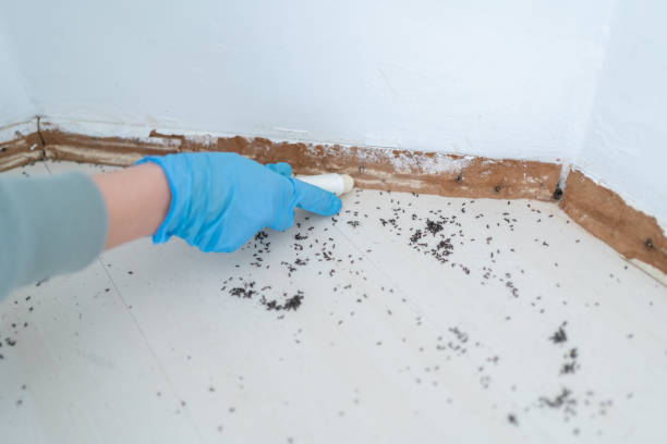 Best Wasp Removal Services  in Robie Creek, ID